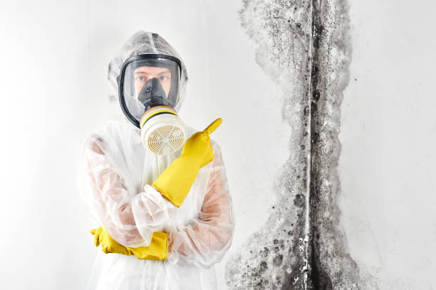 Why You Should Choose Our Mold Remediation Services in Descanso, CA